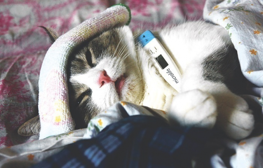 Как спасти кошек и собак от летней жары