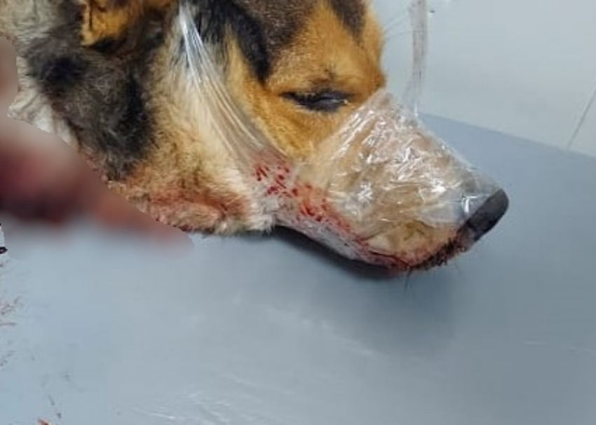 «Перемотанная скотчем пасть»: случаи зверского обращения с собаками участились в Волгодонске