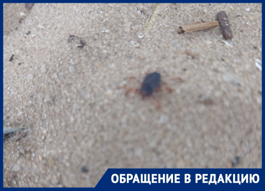 «На «пятом» очень много клещей»: отдыхающие на городском пляже волгодонцы заметили рядом с водоемом паукообразных