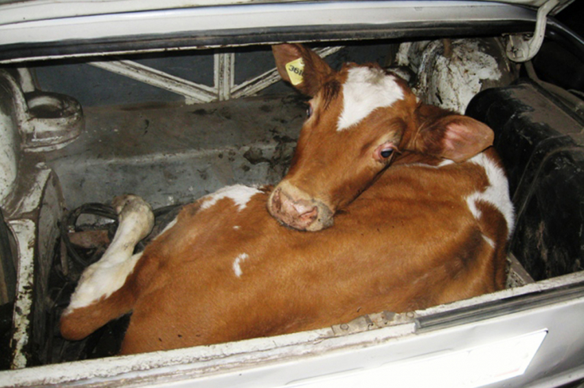 Четырех коров украли у фермера в Волгодонском районе 