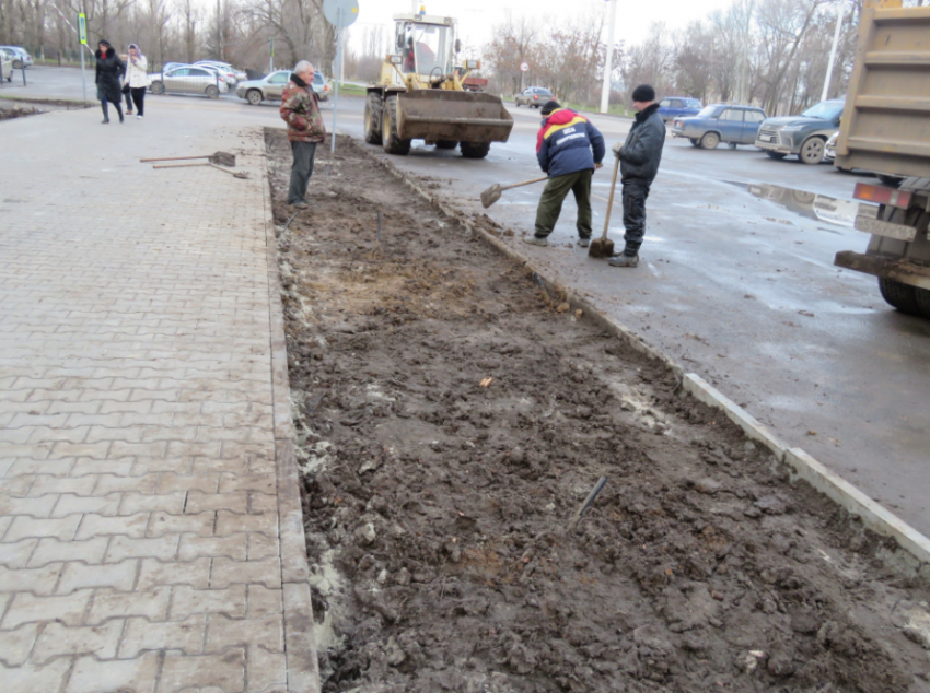 Возле администрации Волгодонска выкопали свежепосаженные туи 