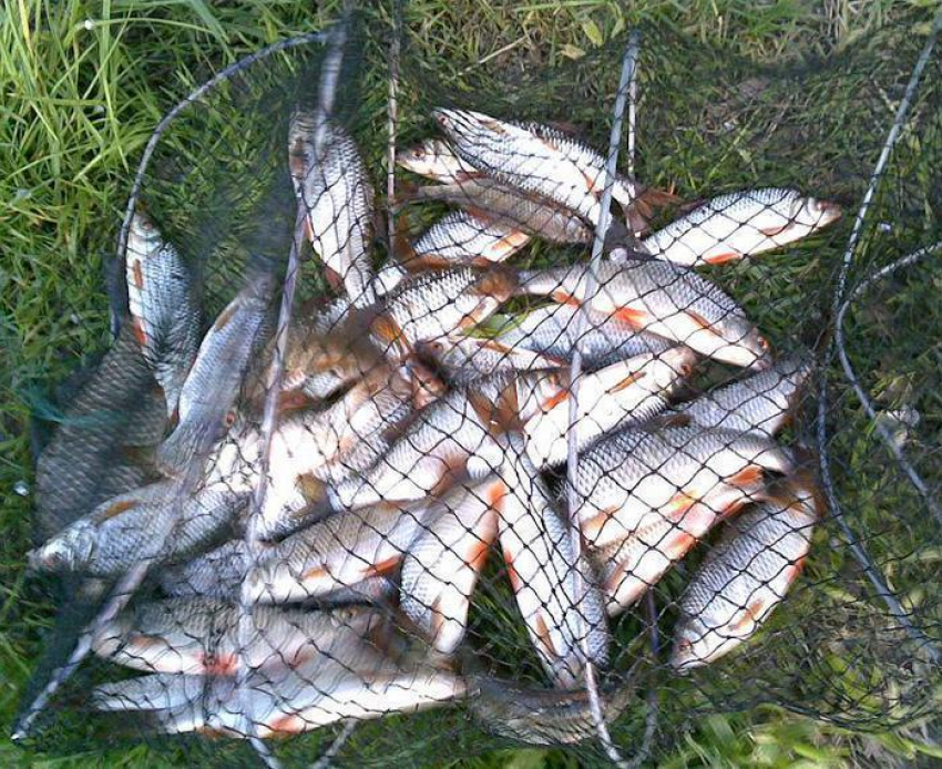 За время «Путины-2015» полицейские Волгодонска возбудили 47 уголовных дел на браконьеров