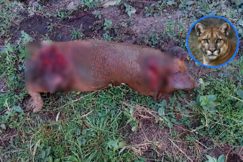 Пуму из Цимлянского района объявили в розыск: в Минприроды дали разрешение на отлов сбежавшего зверя