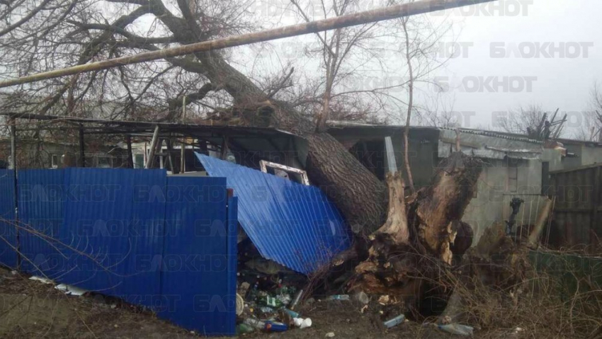 Рухнувшее от ветра огромное дерево разрушило дом в Волгодонском районе