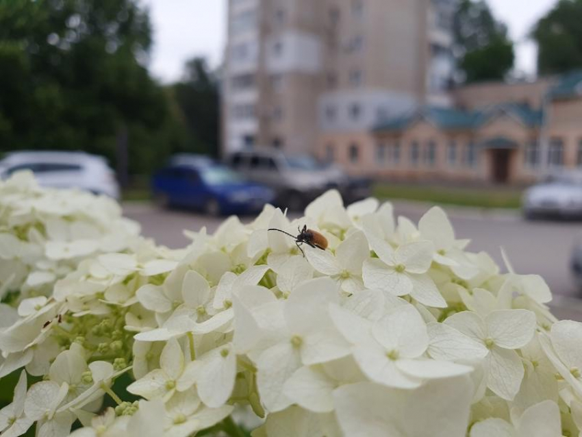 Пасмурная, но теплая погода ждет волгодонцев сегодня 