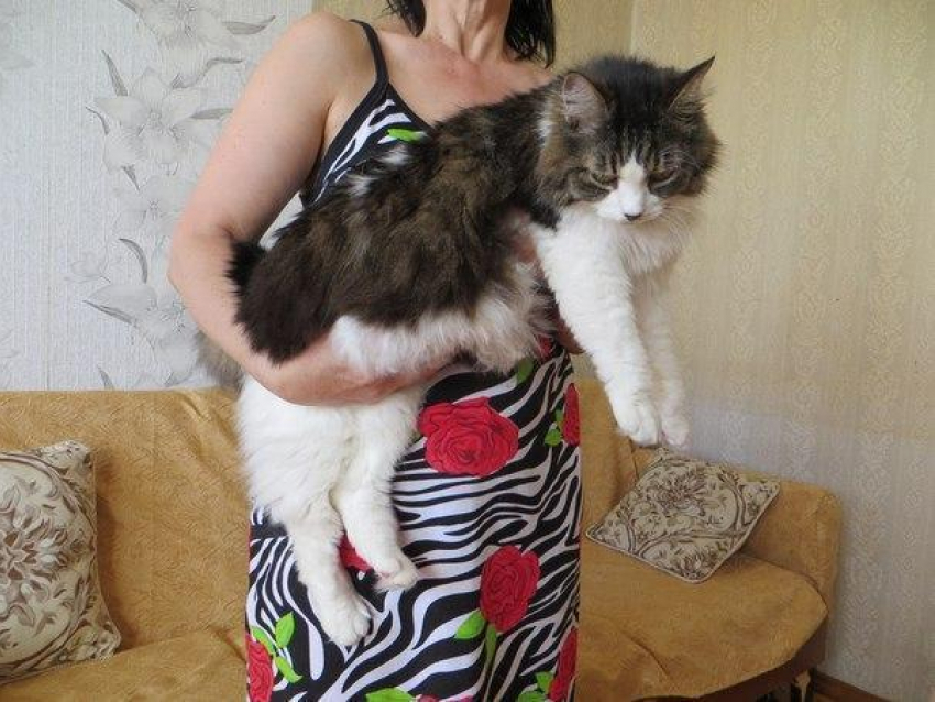 Самая большая кошка в Волгодонске ищет хозяев
