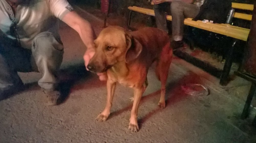  В Волгодонске возле «Артемиды» появилась загадочная собака