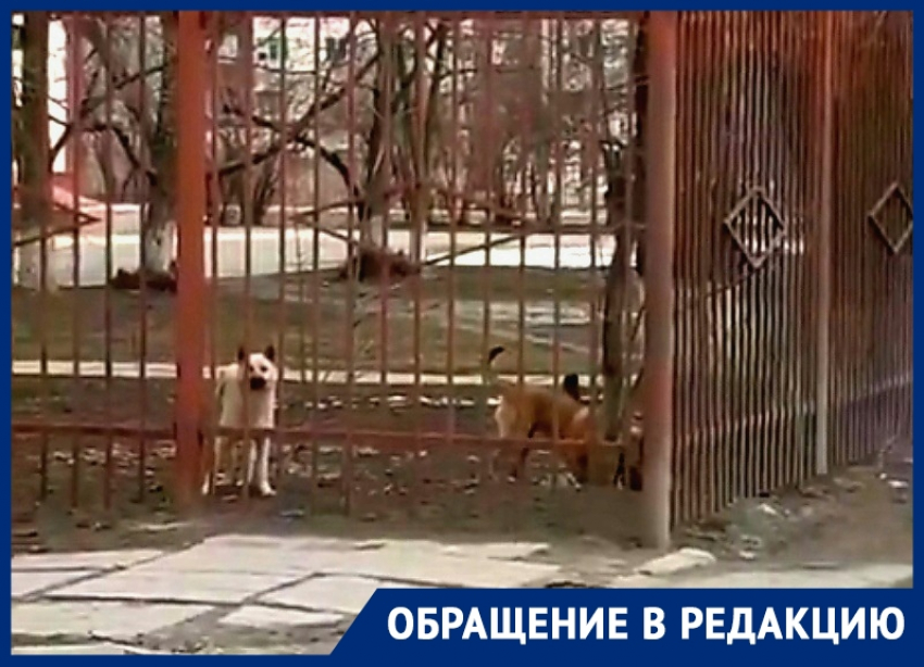 Бродячие собаки на территории школы №8 в Волгодонске пугают детей