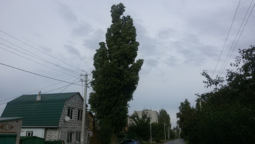 Тополь-убийца ждет своего часа, а власти бездействуют