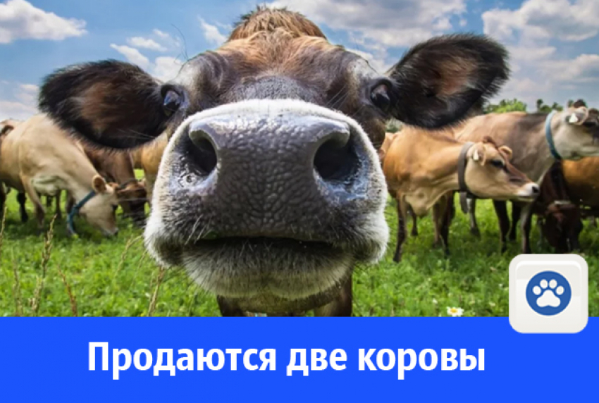 В Волгодонске продают двух дойных коров