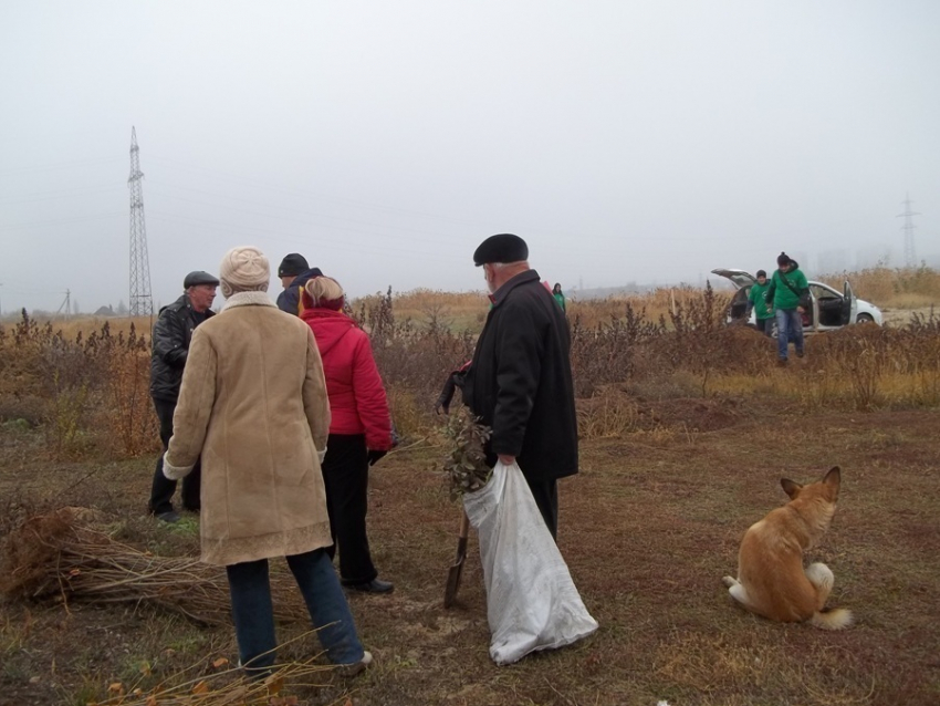 Студенты и общественники Волгодонска посадили на заливе сирень, рябину и бирючину