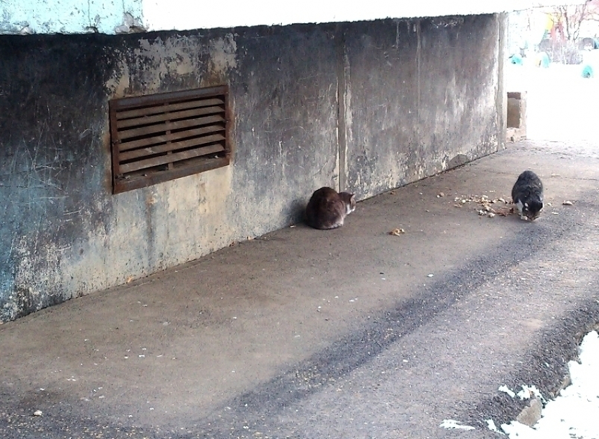 «Бабушка, за что в подвале замуровали котяток?» – жительница Волгодонска встала на защиту бездомных кошек