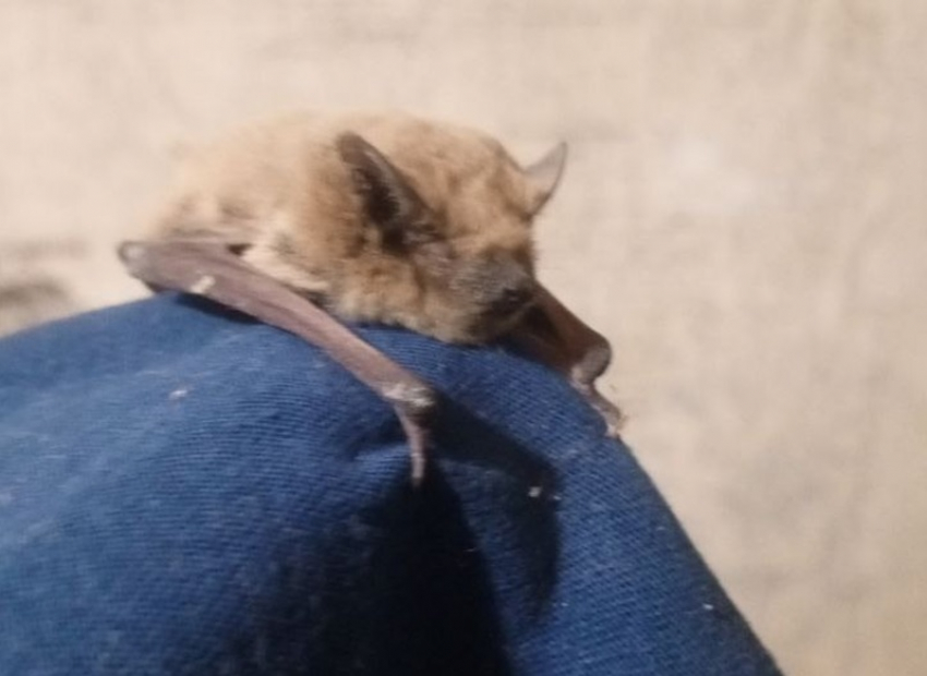 Пролезла к людям в щелку: замерзающую летучую мышку-малютку приютили жители хутора Рябичев