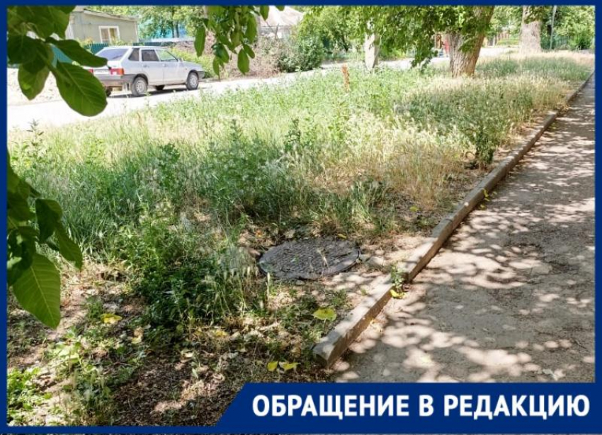 «Рай для аллергиков, а не улица»: волгодонцы жалуются на высокую траву на Советской