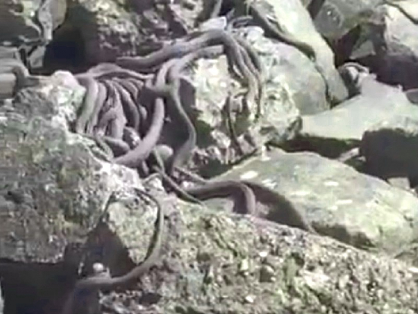 Тысячи змей выползли на берег судоходного канала в Волгодонске