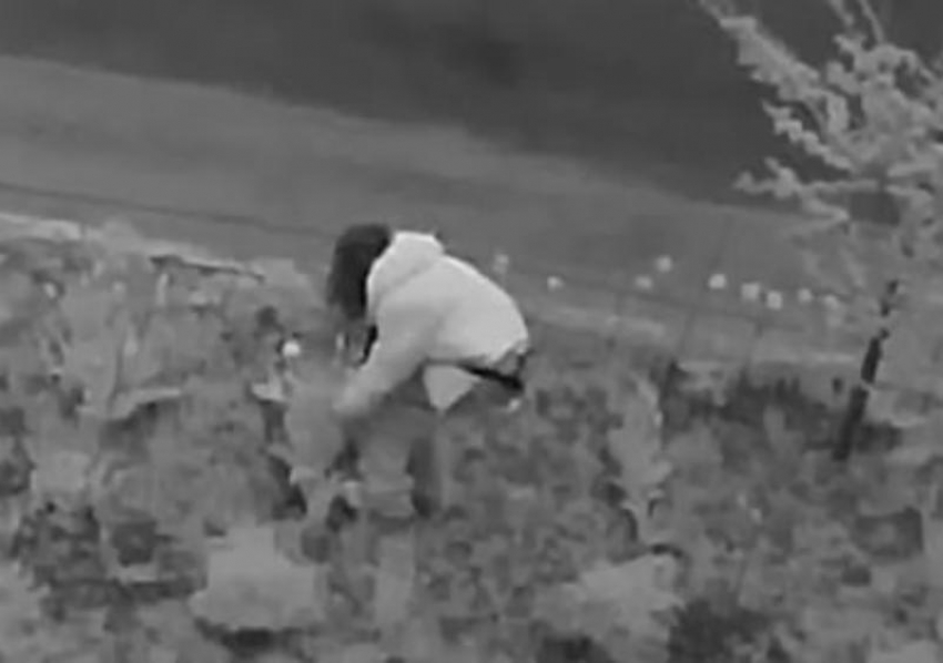 Красота под прицелом: цветочную клумбу на Ленина снова варварски оборвали