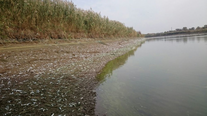 Массовая гибель рыбы в Волгодонске произошла по вине министерства водных ресурсов Ростовской области