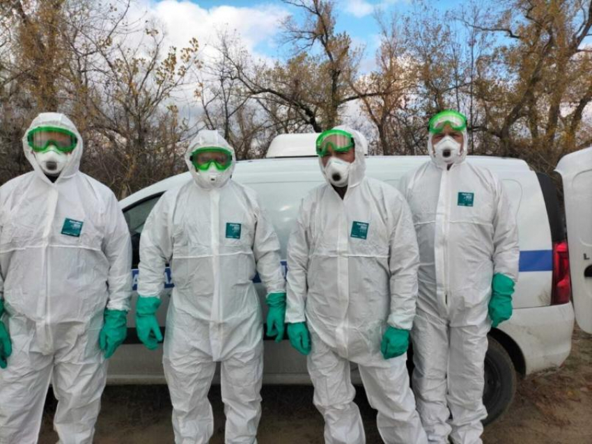 Люди с приманкой: ветеринары Волгодонска провели осеннюю иммунизацию диких животных от бешенства