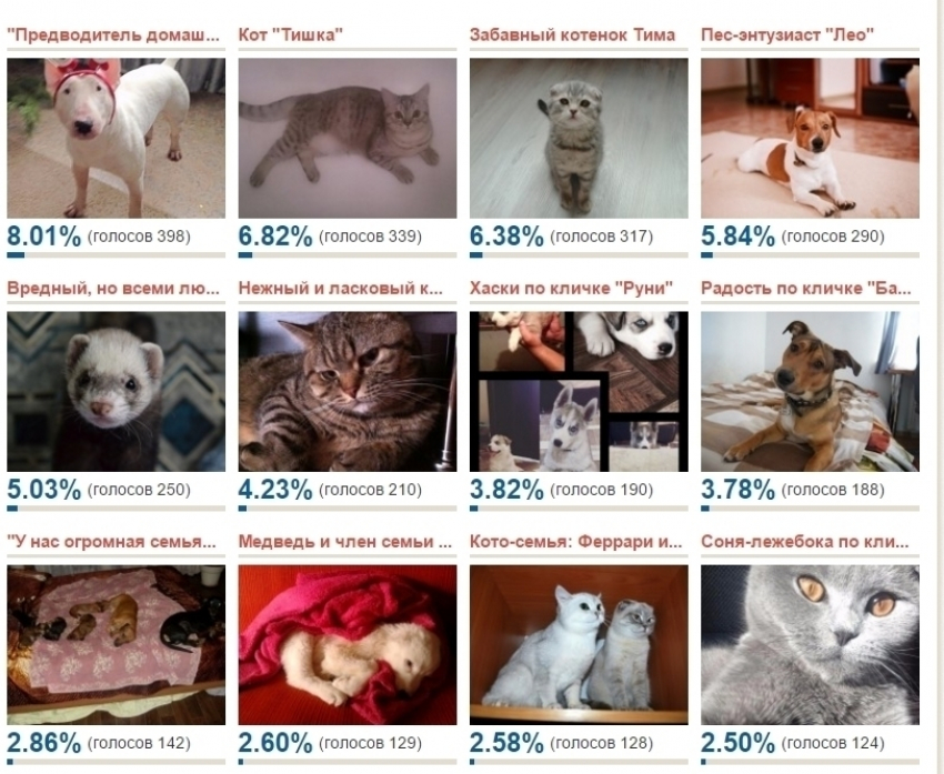 Собаки, коты и хорек – определились десять финалистов конкурса «Мой забавный питомец»