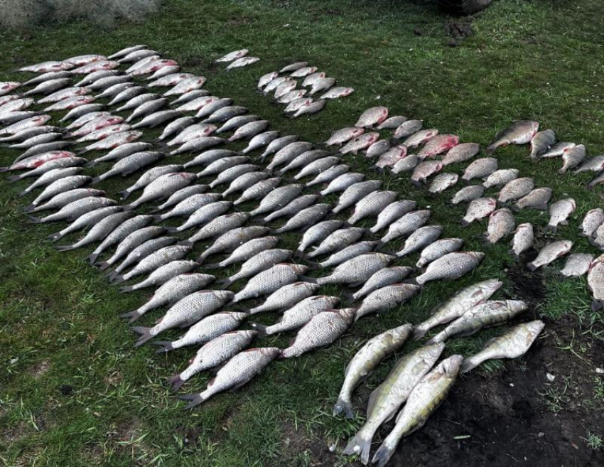 Двух рыбаков на надувной лодочке задержали за массовый вылов рыбы в Мартыновском районе 