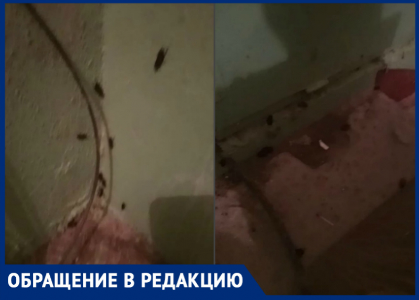  «Такое чувство, будто мы у них в гостях»: огромные тараканы заполонили подъезд на Курчатова 