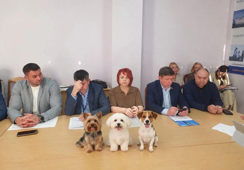 «Есть достаточно жесткие мужчины, которые возьмут ружья»: депутаты из Волгодонска о рисках регулирования численности бездомных собак