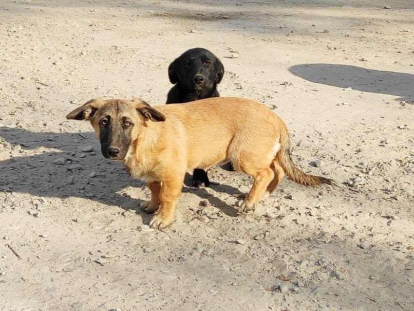 Две коротколапые собаки из Центра временного содержания животных ищут дом