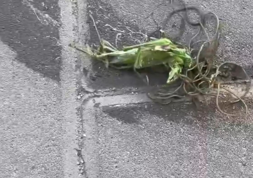 «Чужие в городе? Это что вообще такое?»: клубок червей вылез из раздавленной саранчи