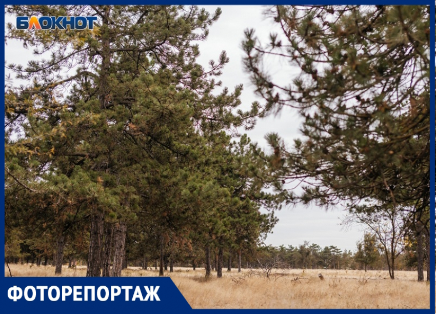 Заброшенная сказка Волгодонска: а ведь старый дендрарий мог бы стать центром притяжения туризма