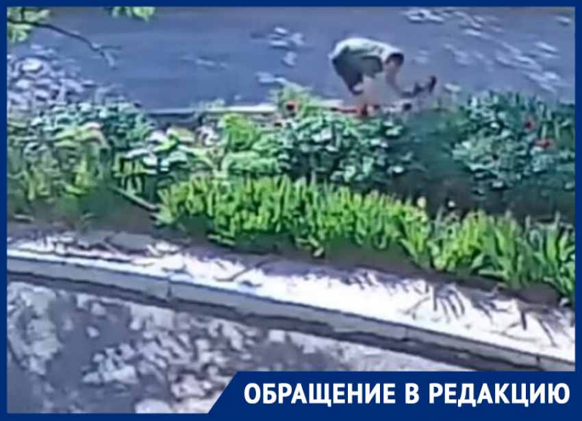 «Неужели нет ни капельки совести?»: жители возмущены тем что мужчина сорвал цветы с придомовой клумбы
