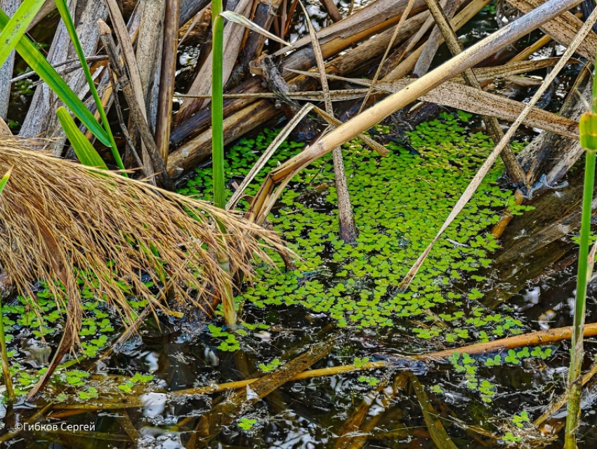Заповедное болото с ряской и топью глубиной в пару метров образовалось на месте утечки «Водоканала» на Жуковском шоссе
