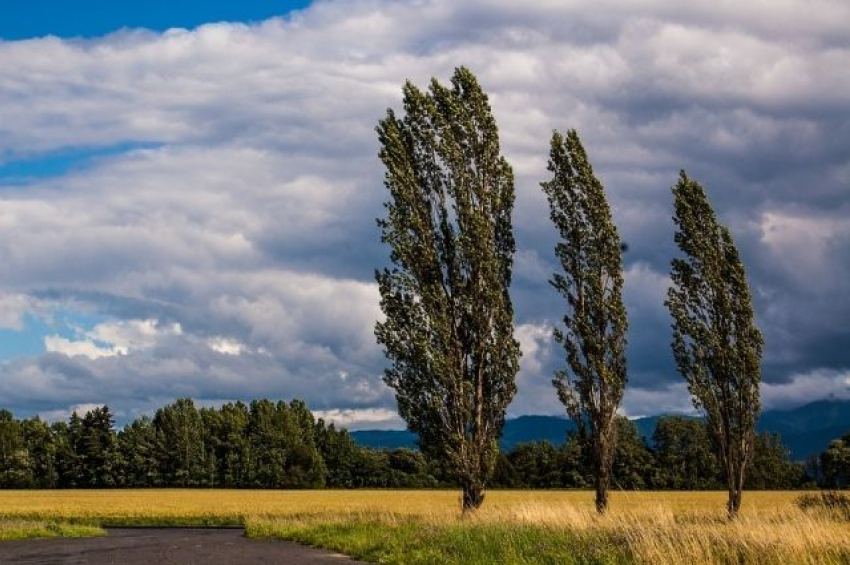 Лето в Волгодонске завершится солнечной и ветреной погодой 