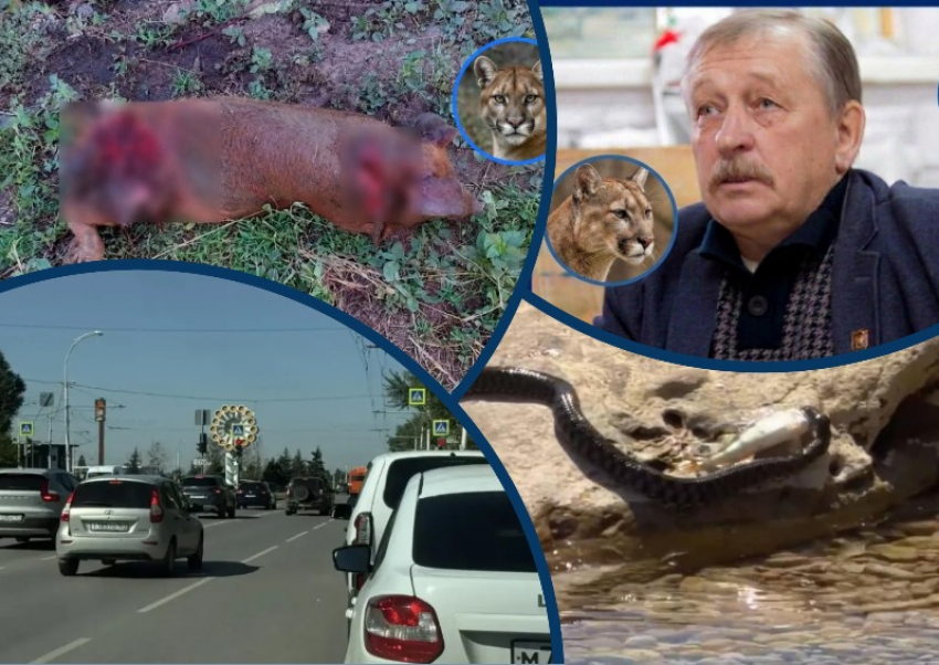 Голодная пума, пугающие змеи и бензиновый кризис: главные новости недели