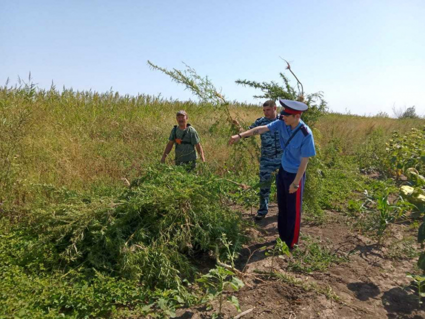 В Волгодонске обнаружили 2 больших очага произрастания дикой конопли