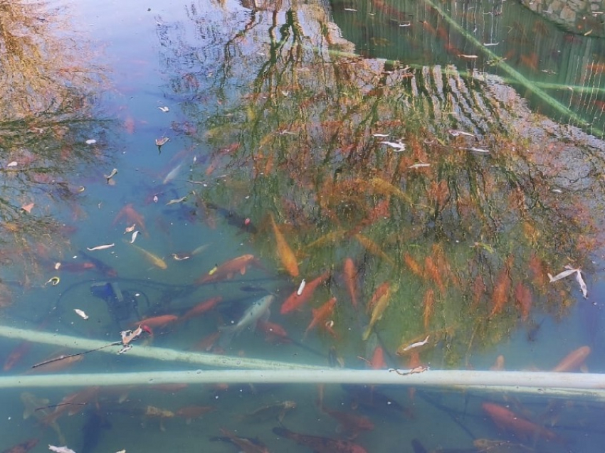 Успешному нересту рыбы в Цимлянском водохранилище стало угрожать маловодье