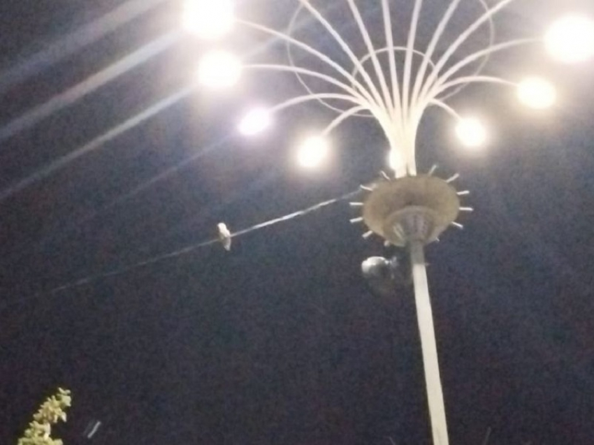 Редкая белая сова поселилась у площади Победы