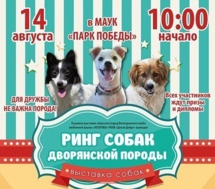 В Волгодонске в центре города десятки кошек и собак одновременно будут искать новых хозяев