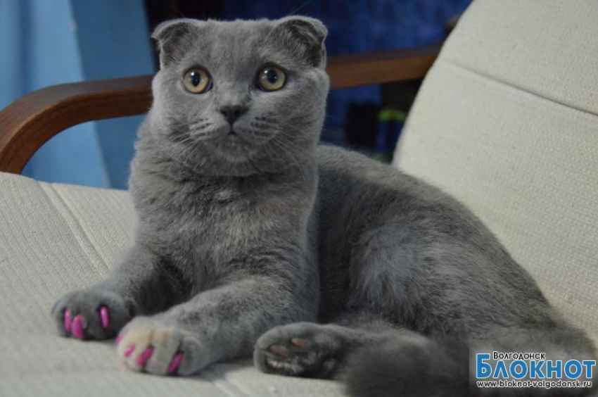 Лили - 66-я участница конкурса «Самый красивый кот Волгодонска»