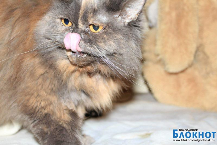 Фаня — 47-я участница конкурса «Самый красивый кот Волгодонска»