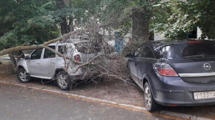 Дерево рухнуло на припаркованный «Рено Дастер» в Цимлянске 