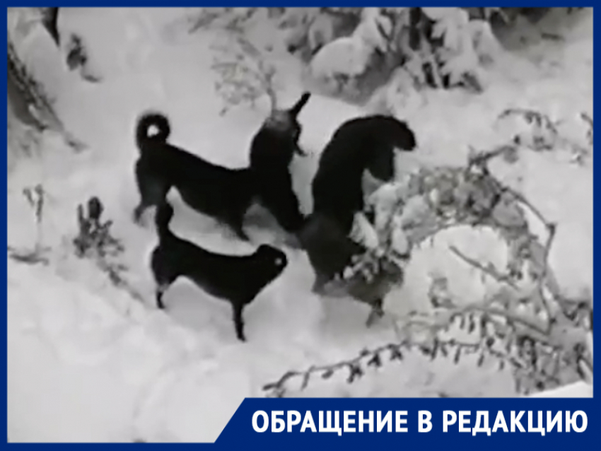 Стая псов растерзала кошку во дворе МКД на Маршала Кошевого
