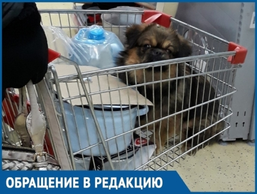 Волгодончанка, катающая свою собаку в тележке для продуктов, возмутила посетительницу гипермаркета
