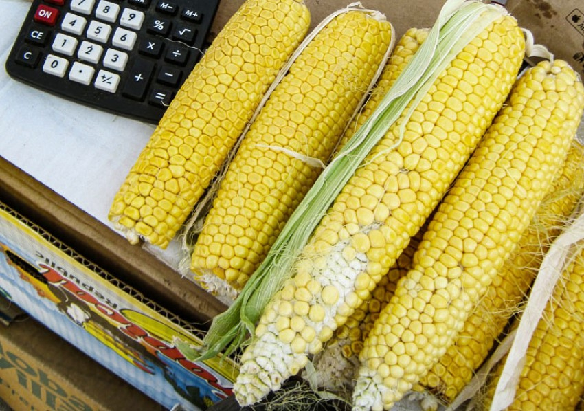 Сладкое золото Дона: чем полезна кукуруза и как выбрать качественный продукт