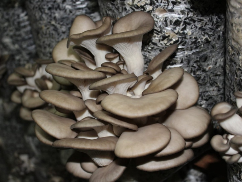 Где в Волгодонске найти свежие и маринованные грибы?