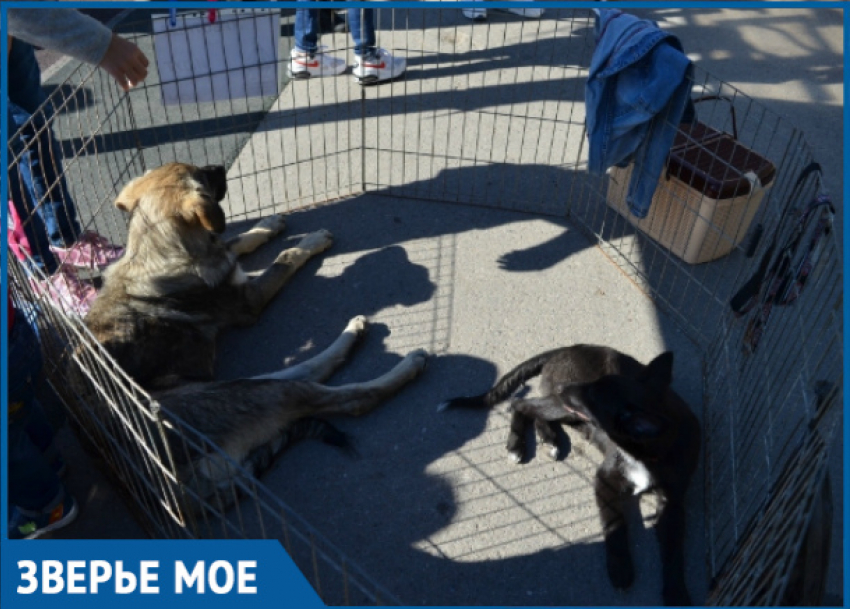В Волгодонске состоялся фестиваль «Делай добро» по сбору помощи для бездомных животных