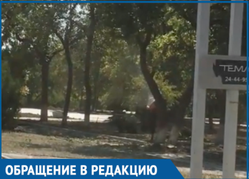 Спиливание деревьев напротив ТК «Сказка» вызвало массу вопросов у волгодонцев 