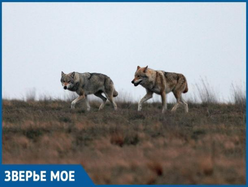 В заказнике «Цимлянский» бросили силы на восполнение популяции волков