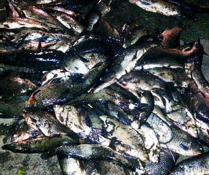 В Волгодонске оштрафовали перевозчика за транспортировку 14 рыбин