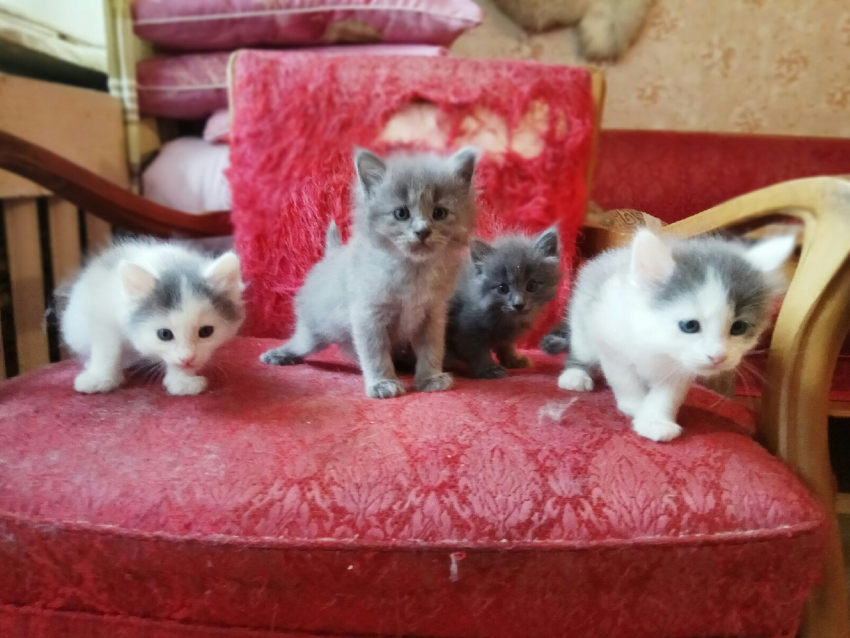 Очаровательные котята ищут дом в Волгодонске 
