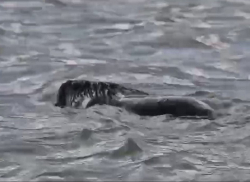 «Выдра, ондатра или нутрия?»: что за зверь поселился в пруду-охладителе РоАЭС, спорят волгодонцы